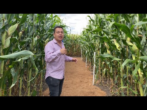 Donde se cultiva la mayor cantidad de maíz - 3 - abril 16, 2022