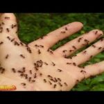 Que significa soñar con hormigas según la biblia