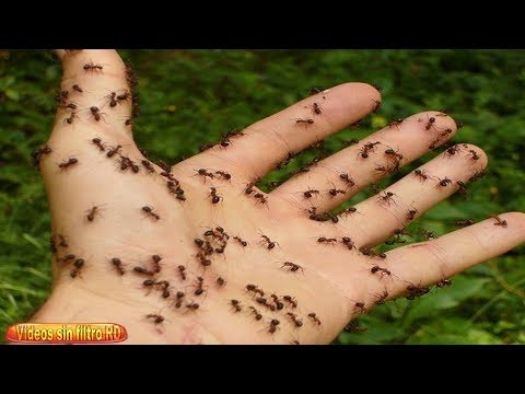 Que significa soñar con hormigas según la biblia - 3 - abril 16, 2022