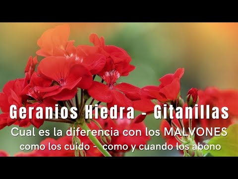 Diferencia entre geranio y gitanilla - 3 - abril 14, 2022