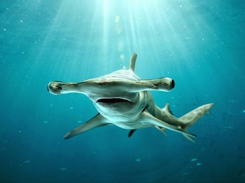 Sentidos del tiburon martillo - 3 - abril 14, 2022