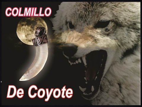Colmillo de coyote - 3 - abril 13, 2022