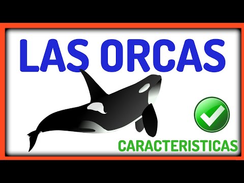 Por su forma de alimentación cómo se clasifican las orcas - 3 - abril 13, 2022