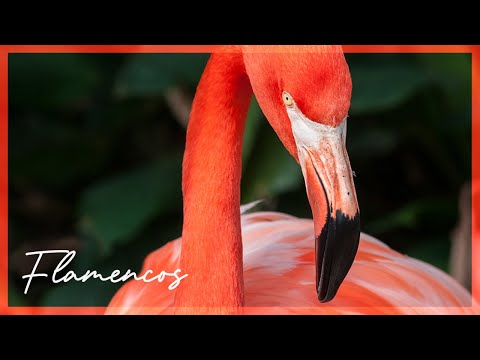 Flamingos o flamencos - 3 - abril 12, 2022