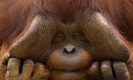 borneo orangutanes