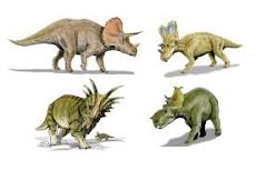 gola triceratops