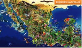 mapa conceptual de las regiones naturales de mexico