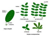 significados de hojas