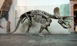 triceratops curiosidades