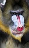 ¿Cuál es la diferencia entre un mandril y un babuino?