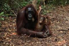 ¿Dónde ver orangutanes en Borneo?