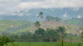 ¿Qué características tiene la deforestación en Guatemala?