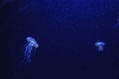 ¿Qué fauna se encontró en la primera inmersión a la Fosa de las Marianas?