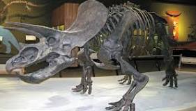 ¿Qué son los Triceratops y sus características?
