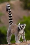 ¿Qué tipo de palabra es lemur?
