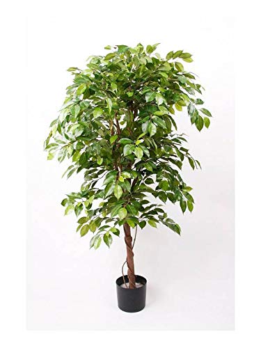 Ficus 170 cm - 3 - marzo 24, 2022