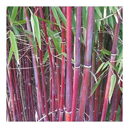 ¿Qué tiempo demora la semilla del bambú en germinar? - 3 - febrero 17, 2022