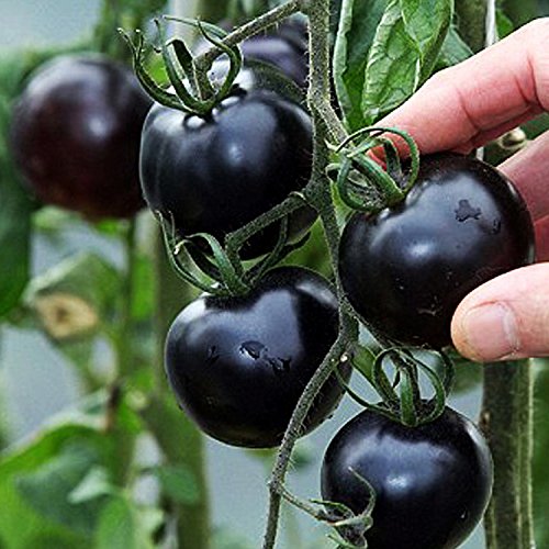 Tomate negro de santiago - 3 - abril 6, 2022