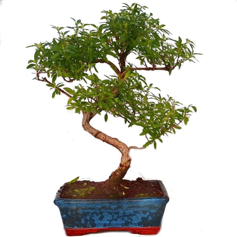 ¿Cómo cuidar el bonsai serissa Phoetida? - 3 - febrero 21, 2022
