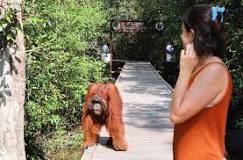 Salvando a los orangutanes en Borneo - 3 - febrero 19, 2023