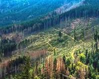 características de la deforestación