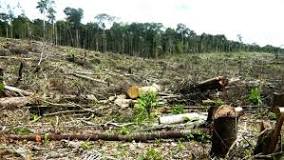 deforestación y desertificación daños que provoca y acciones para evitarla