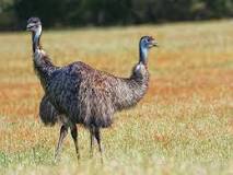 emú animal