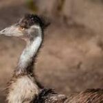 ¿Cuáles son los Precios del Emu?
