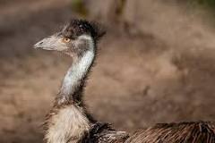 ¿Cuáles son los Precios del Emu?