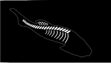 espina dorsal de un pez