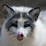 ¿Puedo tener un zorro de mármol canadiense como mascota?