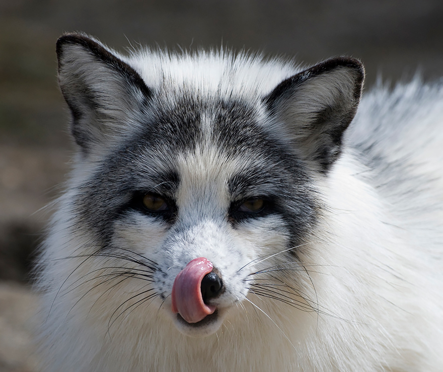¿Puedo tener un zorro de mármol canadiense como mascota? - 3 - febrero 11, 2023