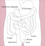 ¿Cuál es la función principal del intestino grueso?