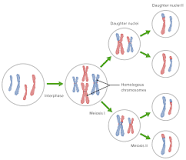diferencias de mitosis y meiosis