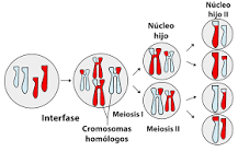 definicion cromosomas homologos