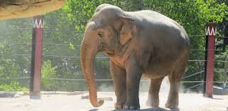 cuánto mide el elefante
