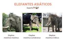descripción de un elefante