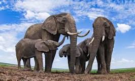 a que grupo pertenecen los elefantes