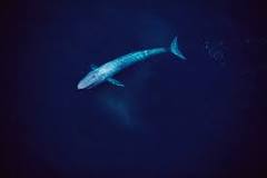 ¿Cuánto pesa la ballena azul al nacer?