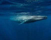 ¿Cuánto pesa la ballena azul según National Geographic?