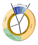 ciclo celular dibujo