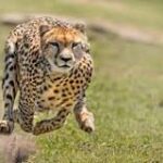 ¿Cuánto pesa un guepardo?