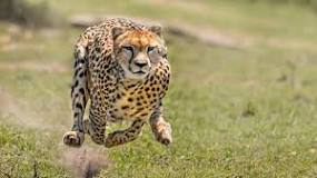 ¿Cuánto pesa un guepardo? - 3 - febrero 11, 2023