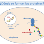 Fabricación de Proteínas