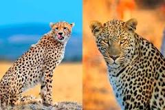 ¿Quién es más rápido el chita o el guepardo?