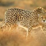 ¿Cuánto pesa un guepardo adulto?