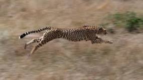 ¿Quién es más rápido el chita o el guepardo?