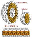 ¿Cuál es la estructura de las membranas biológicas?