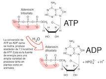 ¿Qué es el ATP y cuál es su función en el metabolismo?