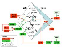 ¿Qué es el ciclo celular y como ayuda en el desarrollo de las plantas?